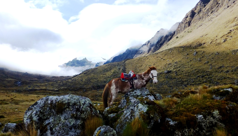 Maultier in Warteposition