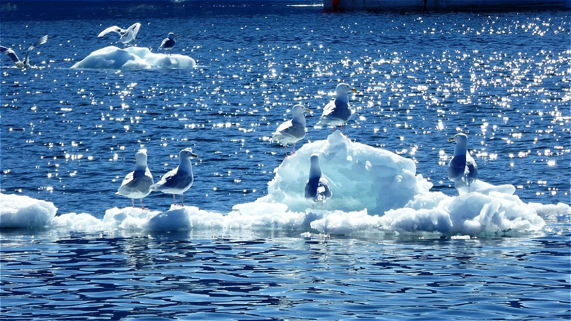 Kurze Rast auf treibendem Eis !