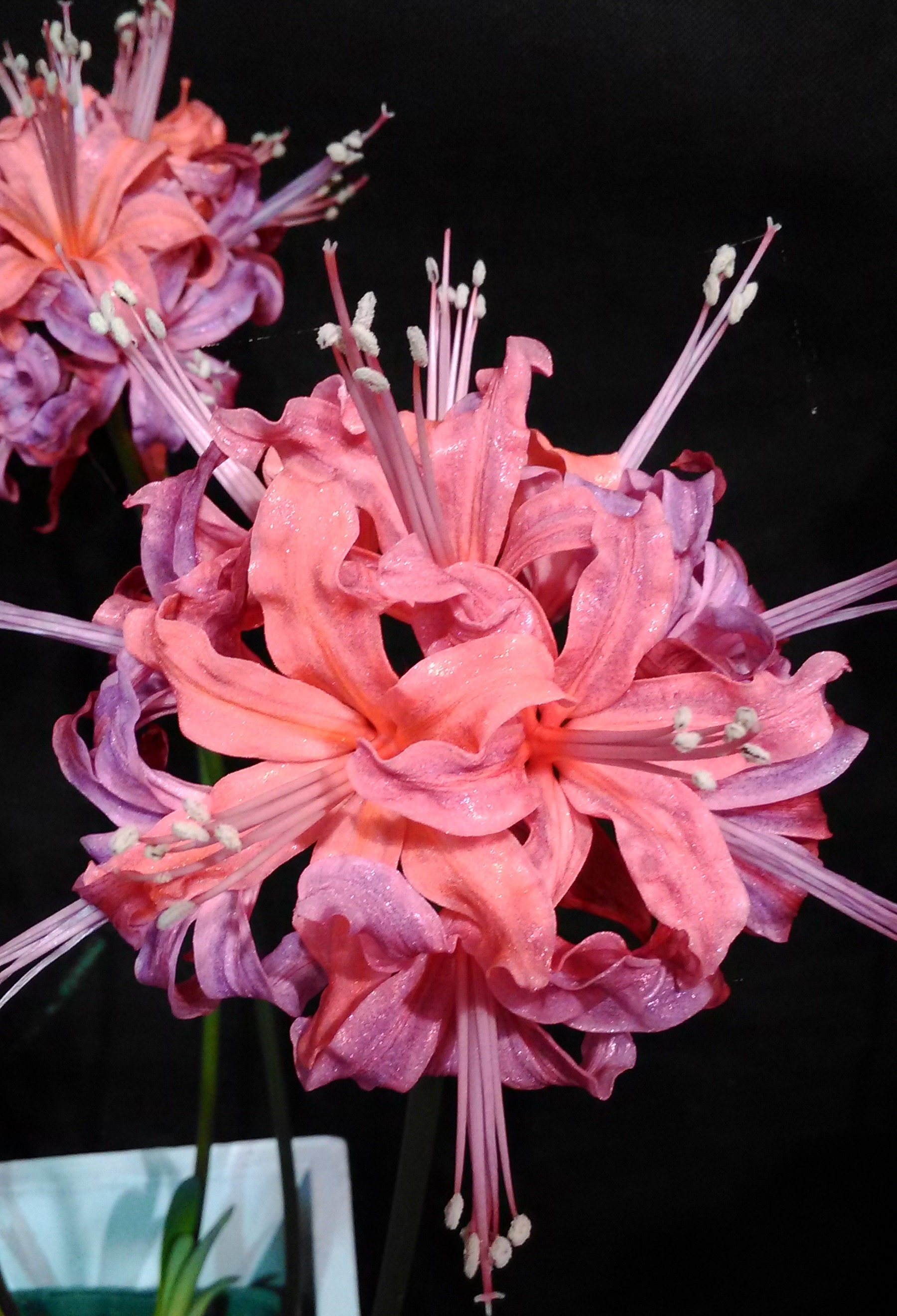 Nerine sarniensis 'Flamenco Dancer'