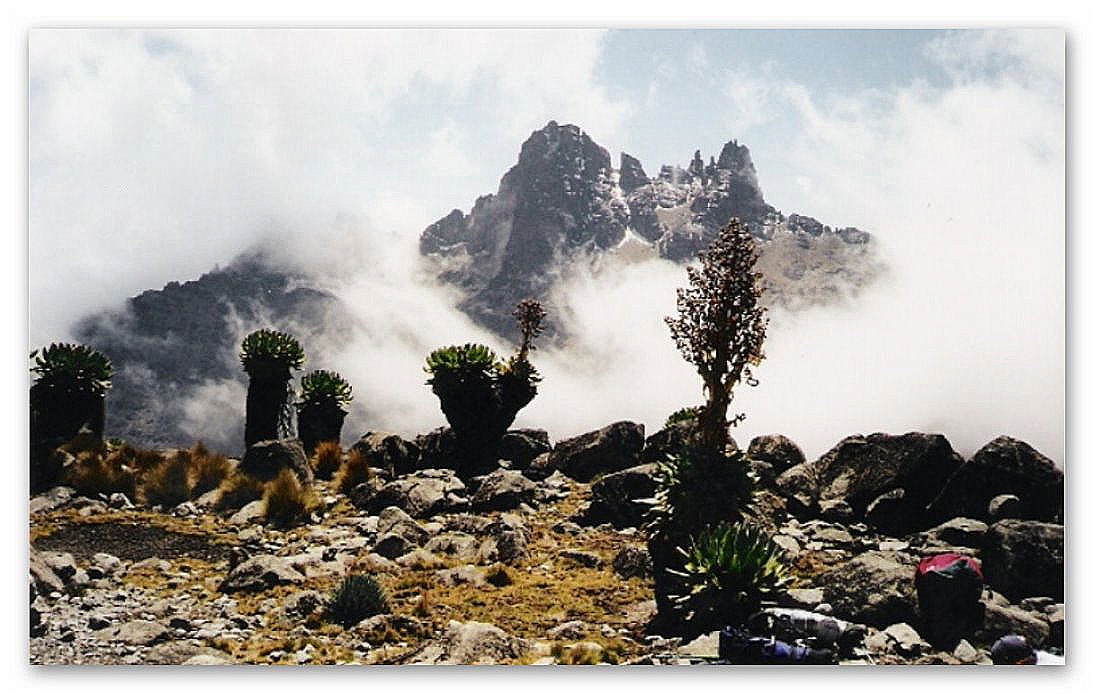 Mount Kenia von Norden - Senecien in den Wolken