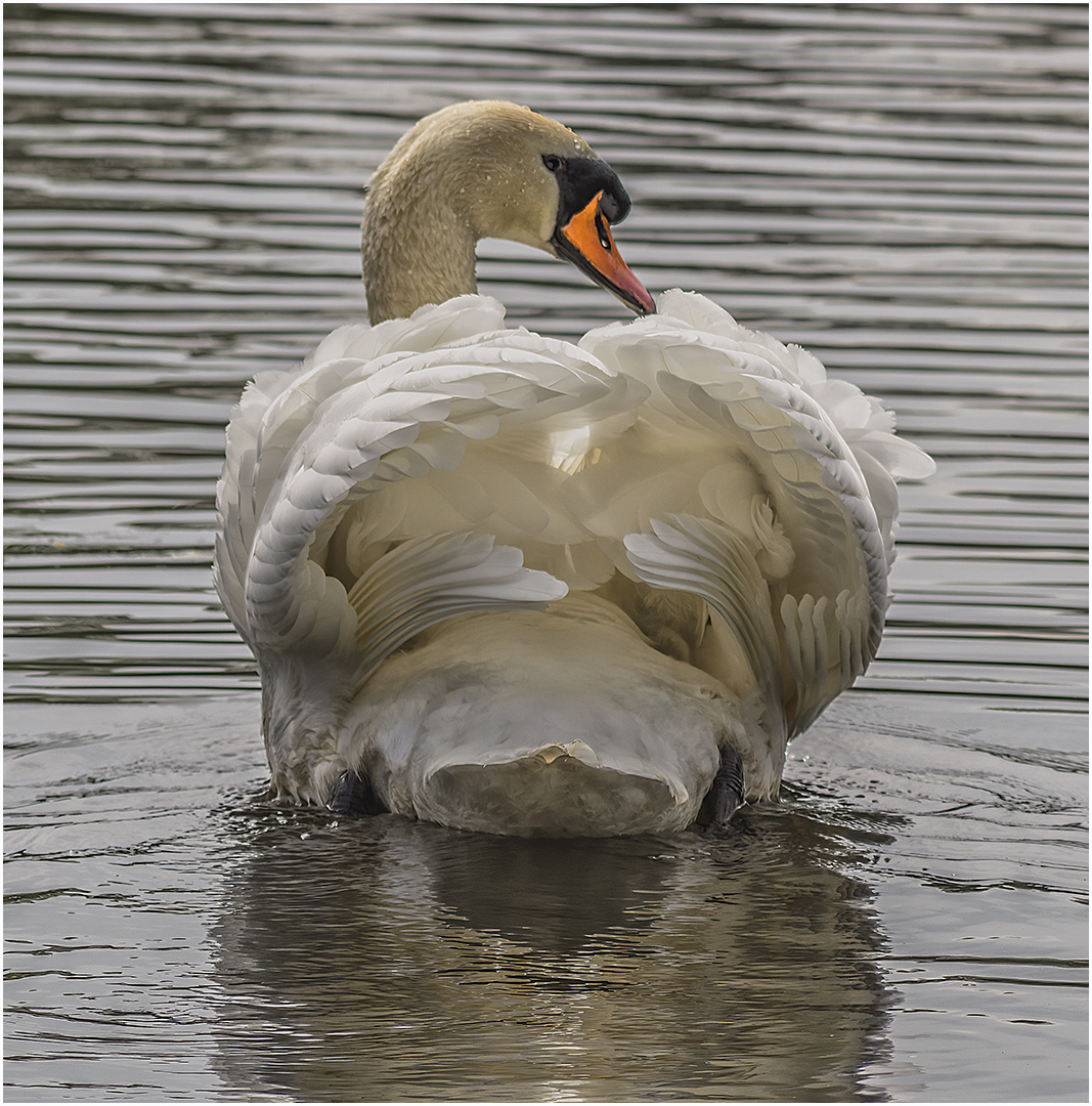 Commended: Busking Swan (Dean Hardie)