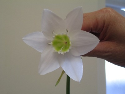 2014 The Eucharis Amazonica belonging to Alison Corley which was voted 'Best Non-Nerine Amaryllid'.