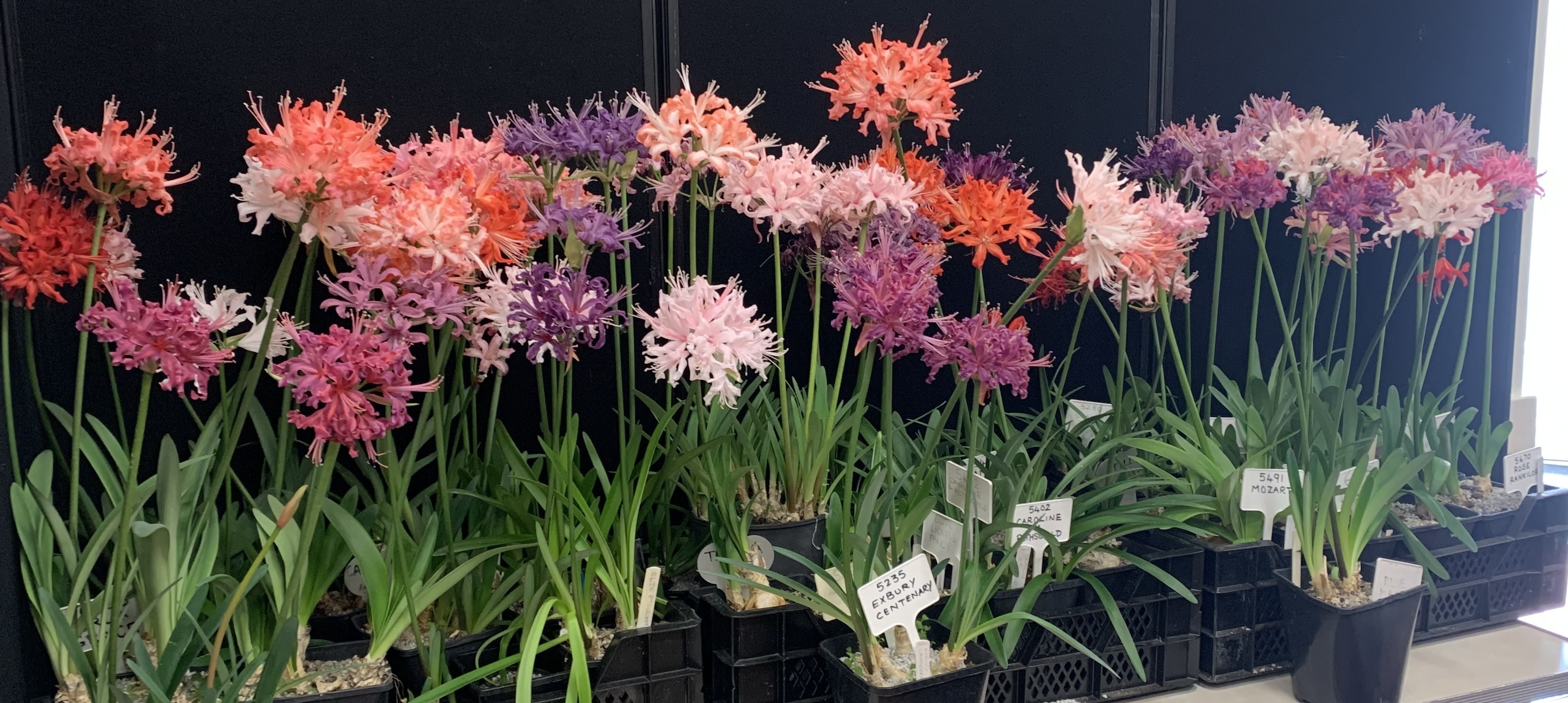Nerines from Exbury Gardens