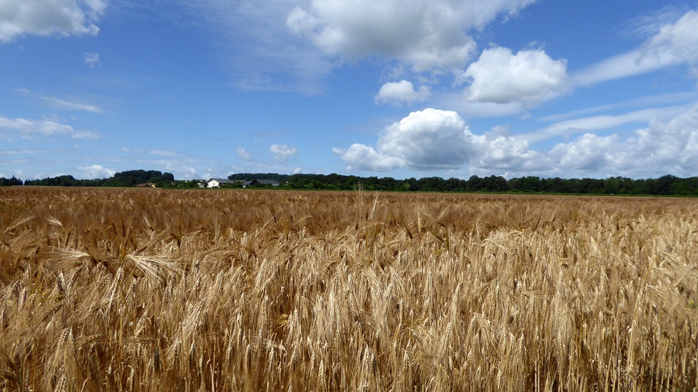 Reifes Sommergetreide