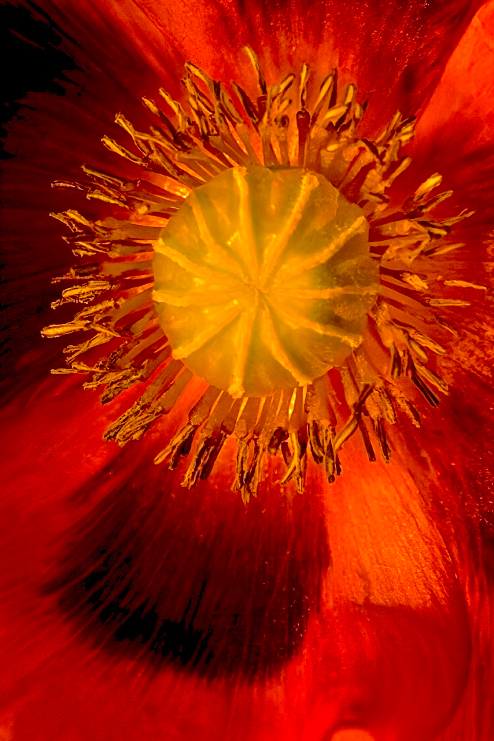 Highly Commended: Solar Flare (Peter Morris)