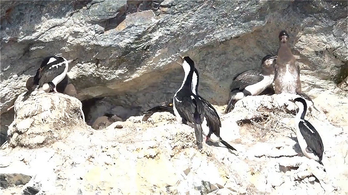 Jungvögel (rechts oben)