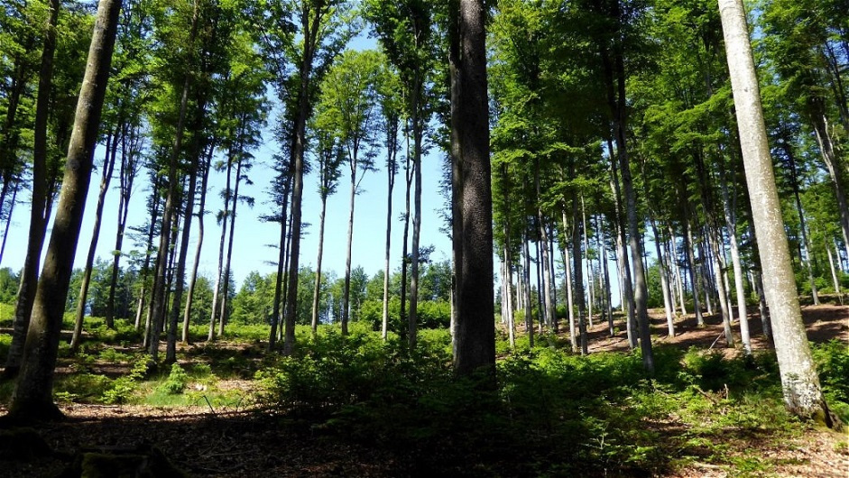 Buchen-Hochwald