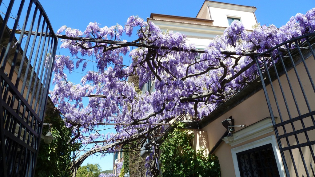 Blauregenlaube auf der Piazza Tasso