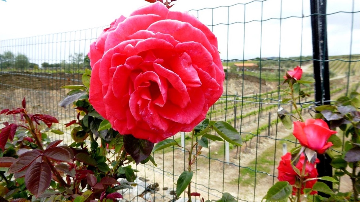 Rosen dienen als Indikatoren für Erkrankungen der Weinstöcke