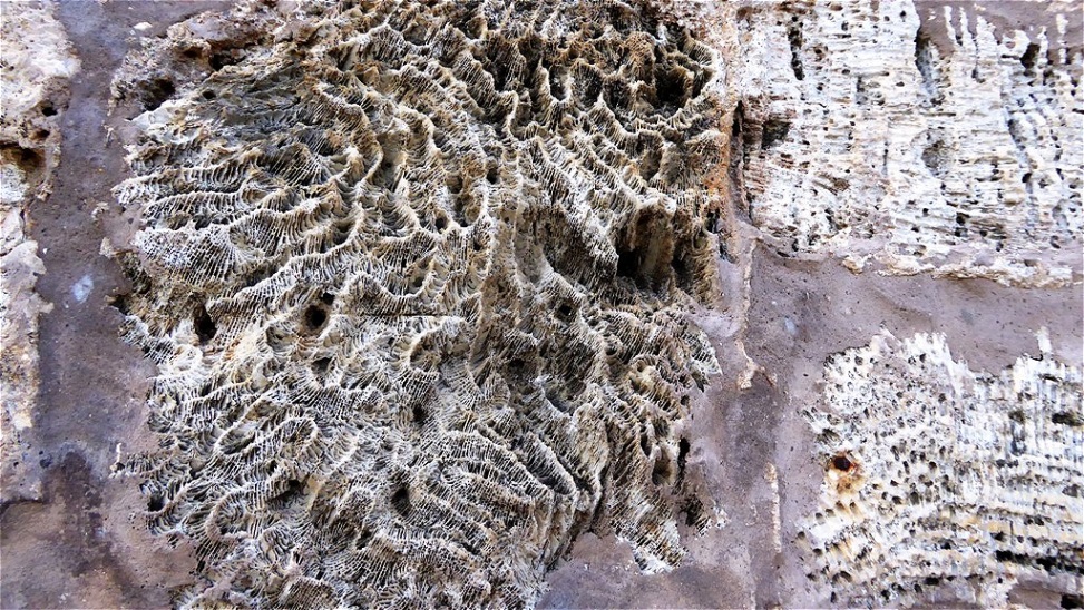 Bausteine aus Korallenkalk