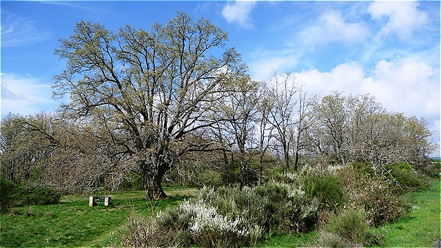 Pilgereiche vor Rabanal