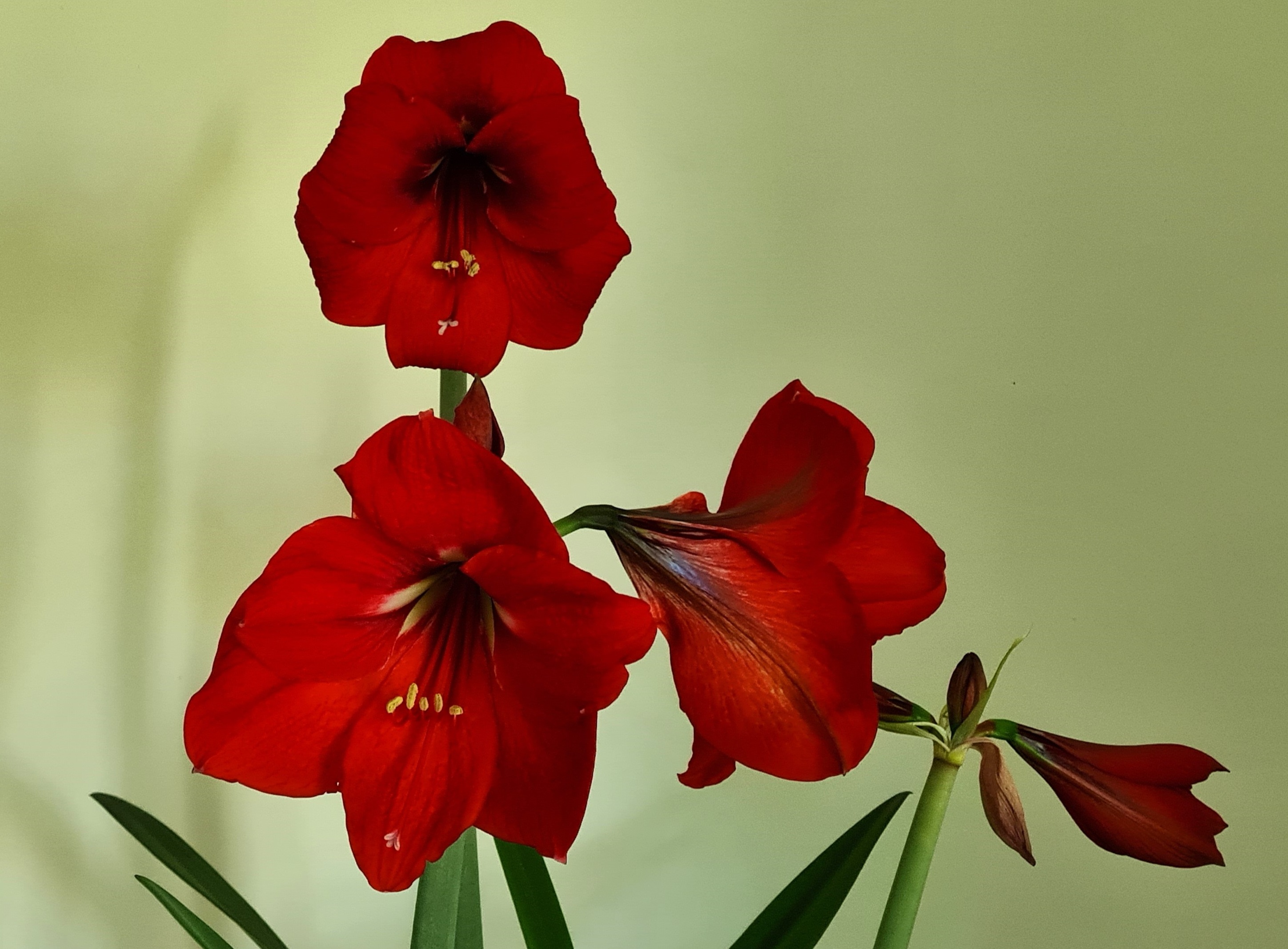 5. Hippeastrum X	