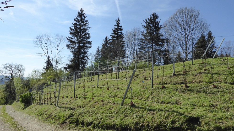 2017_04_24  Aprilsonne