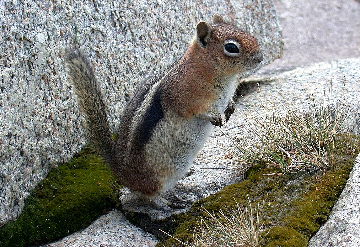Zutrauliche Erdhörnchen (=Ground Squirrels)