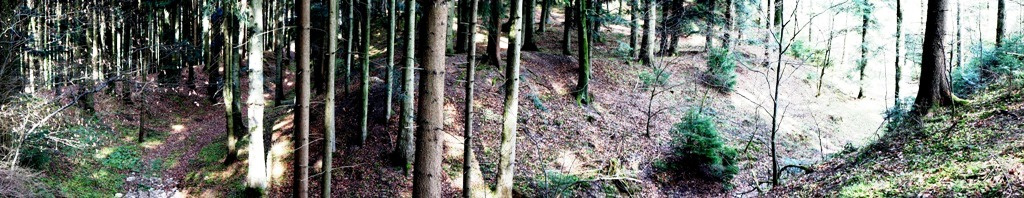 Südende der eliptischen Wallanlage in Hart