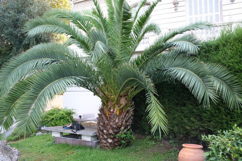 Vue globale du palmier avant la taille