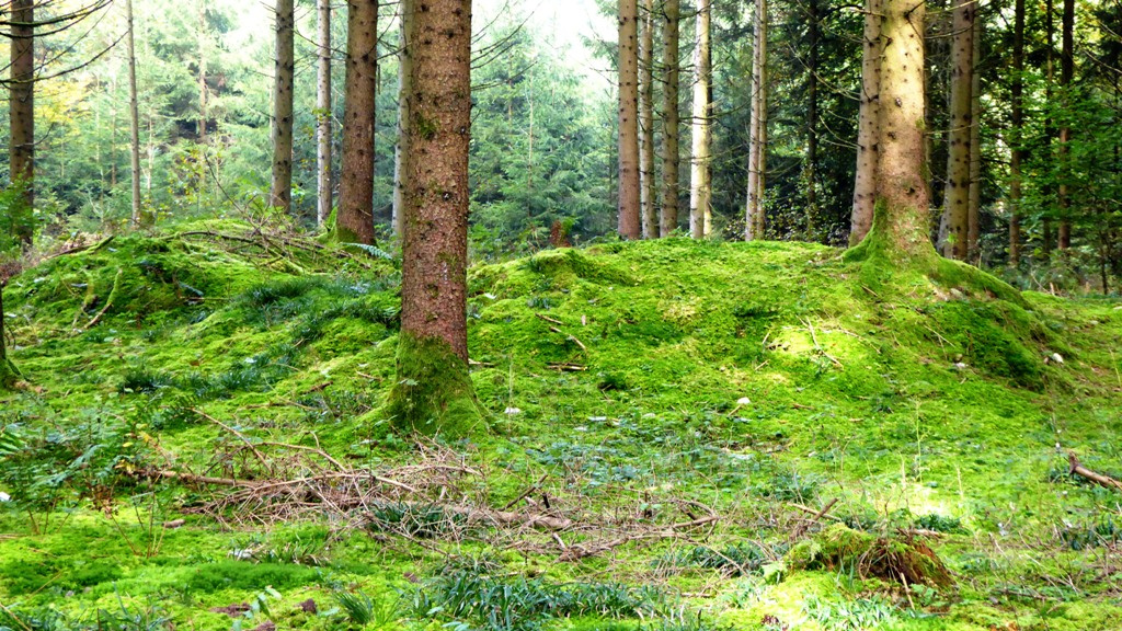 Moosbewachsene Tumuli