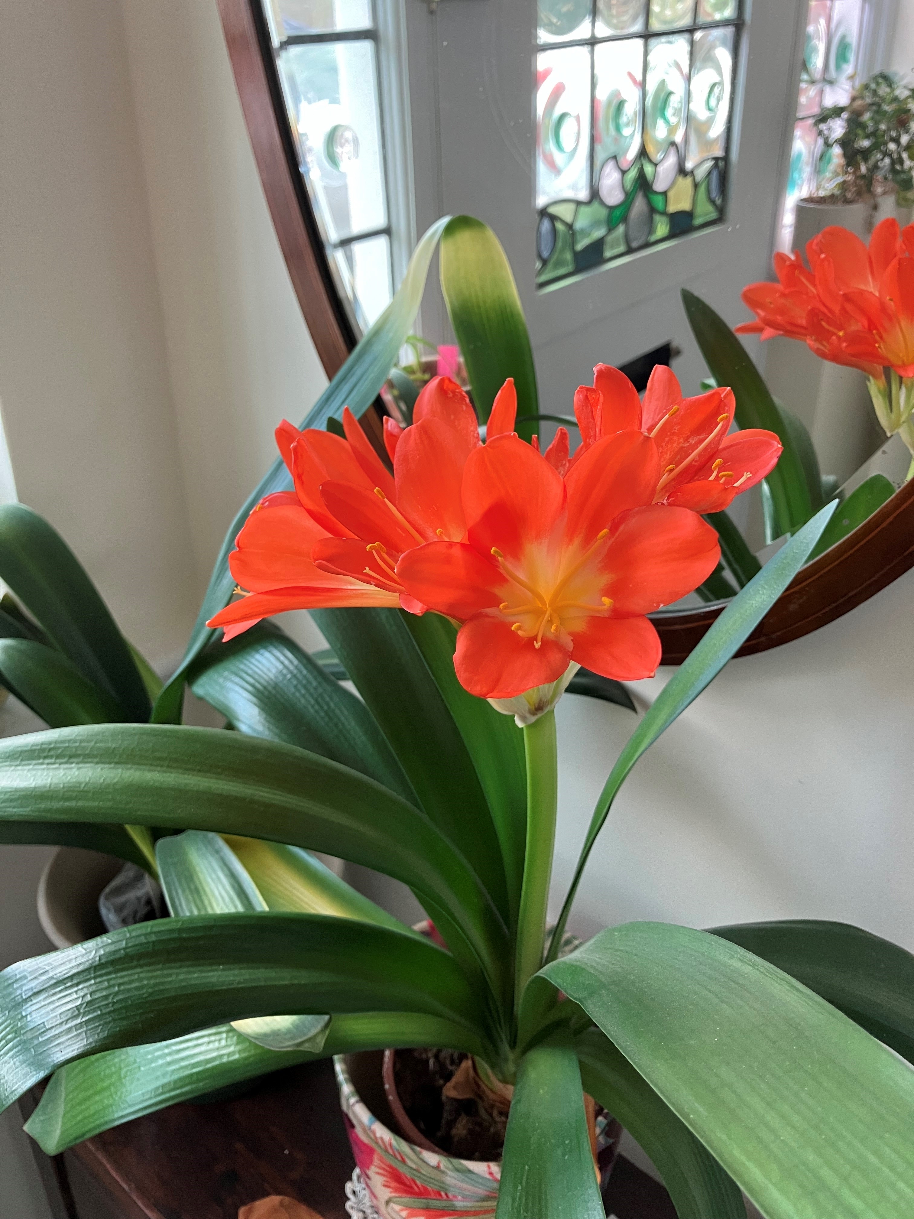13. Unknown Clivia