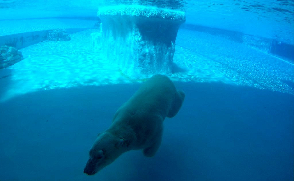 Eisbär auf "Tauchstation"