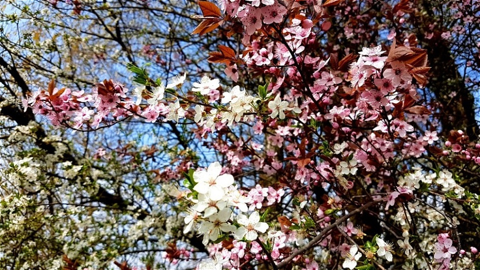 Kriecherlbaum -Blüten