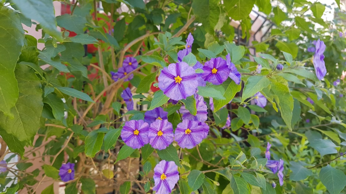Blumenpracht