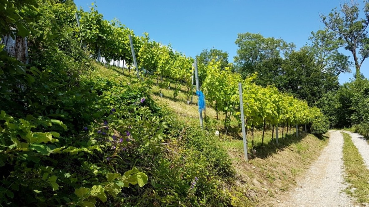Weingarten - Ausrichtung nach Süden
