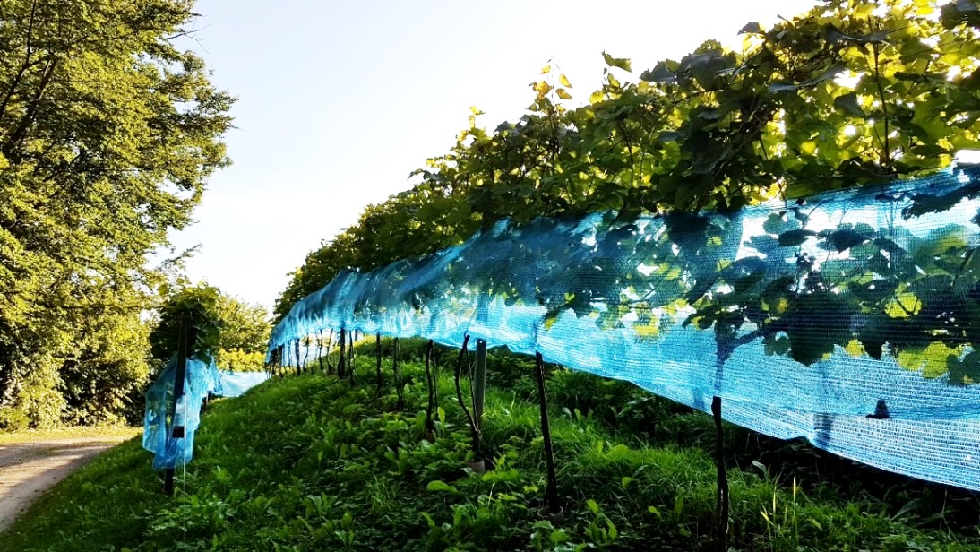 19. September 2019 - Vorbereitungen zur Weinlese