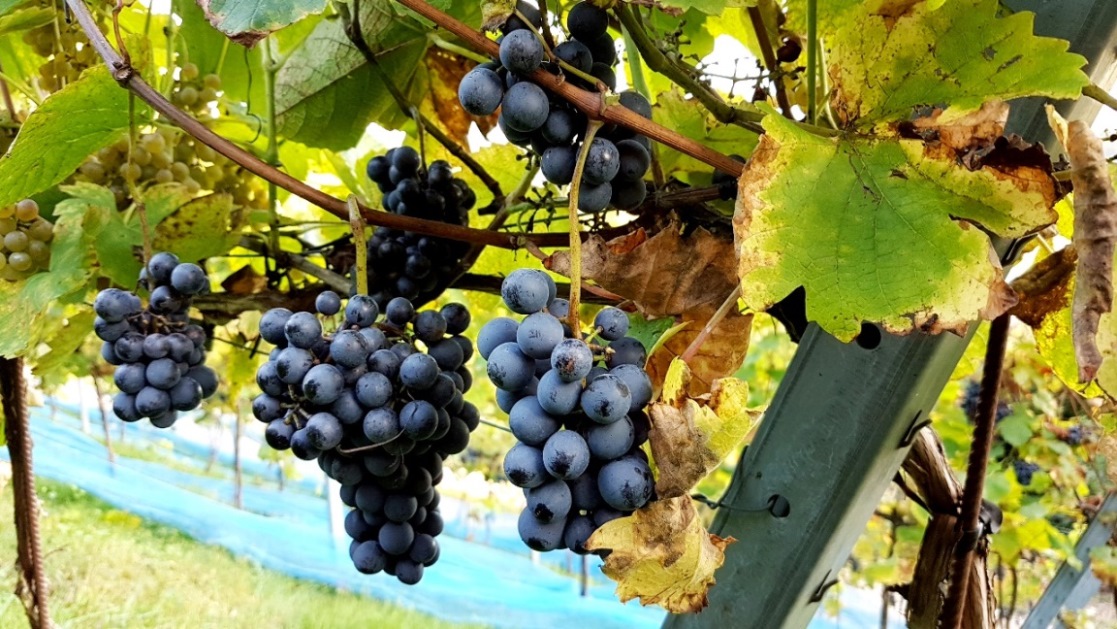 Aus den roten Trauben wird der "Schlossberg-Grappa" gebrannt