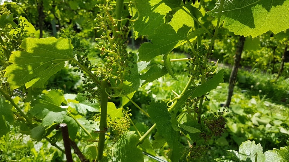 Angeschlagene Fruchtstände