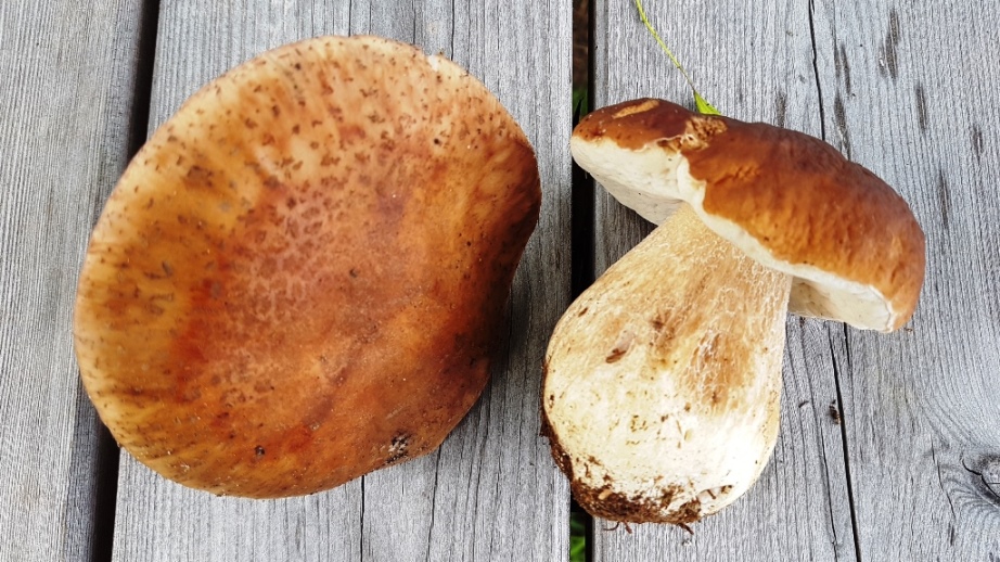 Erste Pilze - Perlpilz und Sommersteinpilz