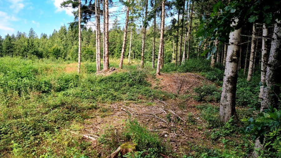 Die Tumuli sind bereits stark überwuchert !