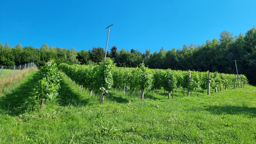 Weingarten der Abtei