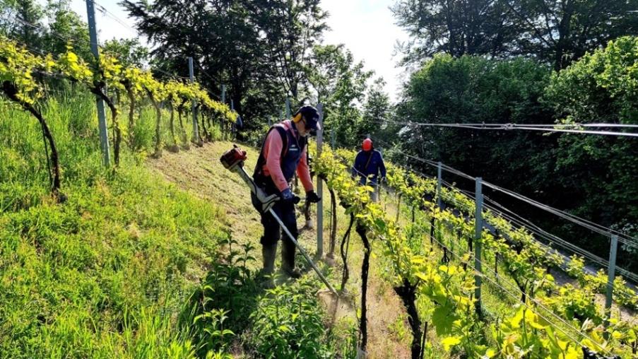 14. Mai 2025 - 1. Grasmahd