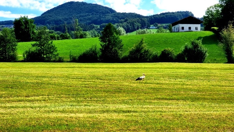 Ein Storch auf Futtersuche