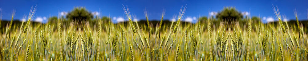 Kruh in klasje_ A 003