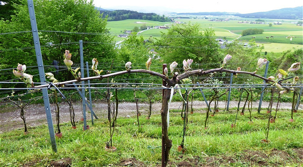 Bögen mit Jungtrieben