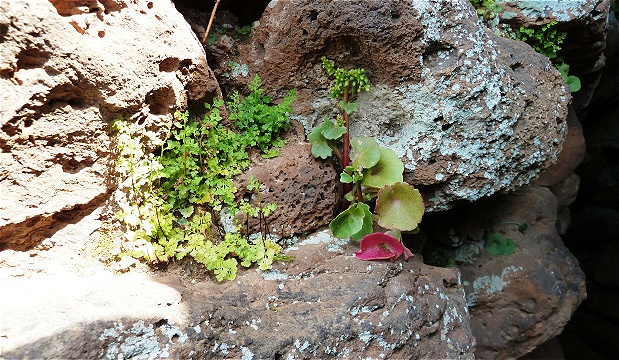 Pflanzenleben zwischen den Basaltblöcken auf der obersten Etage
