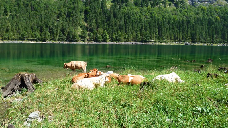 Kühe am Seeufer - in der Mittagshitze suchen sie die Nähe des Wassers