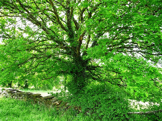 Gallicien - das "Grüne Land" - eine gigantische Eiche