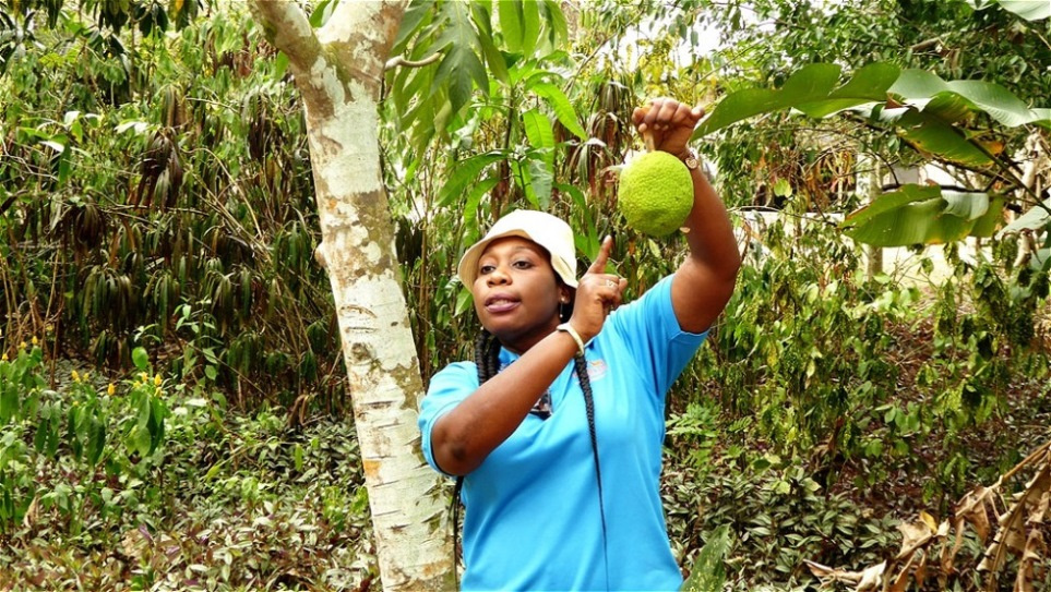 Das ist eine Brotfrucht !