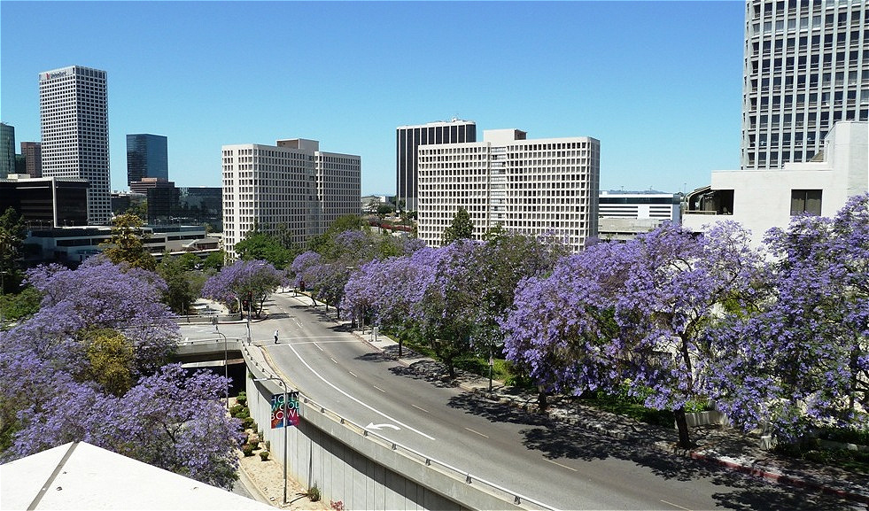 Alles blüht in der Stadt
Die Stadt wurde am 4. September 1781 offiziell von Gouverneur Felipe de Neve als El Pueblo de la Reina de Los Ángeles (spanisch „Das Dorf der Königin der Engel“) gegründet.