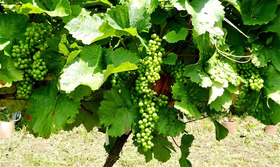 Das verspricht eine gute Ernte !