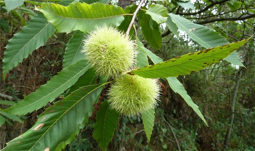 "Maroni" - Edelkastanie