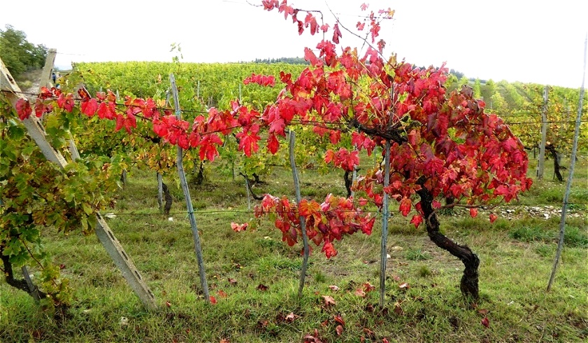 Alter Rebstock im Herbstkleid