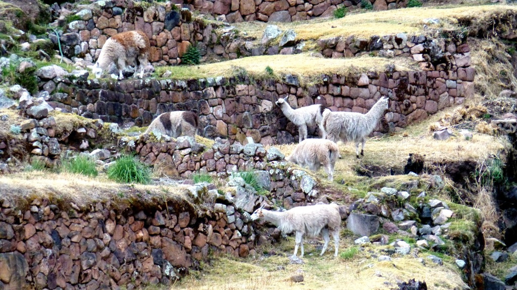 Lamas grasen in den Ruinen von Pisac