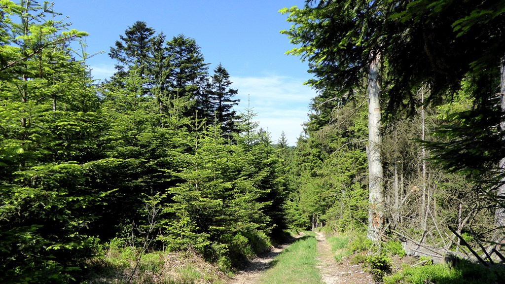Weg hinunter ins Mehrntal