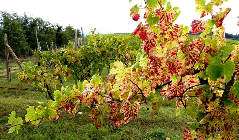 Herbstliches Weinlaub