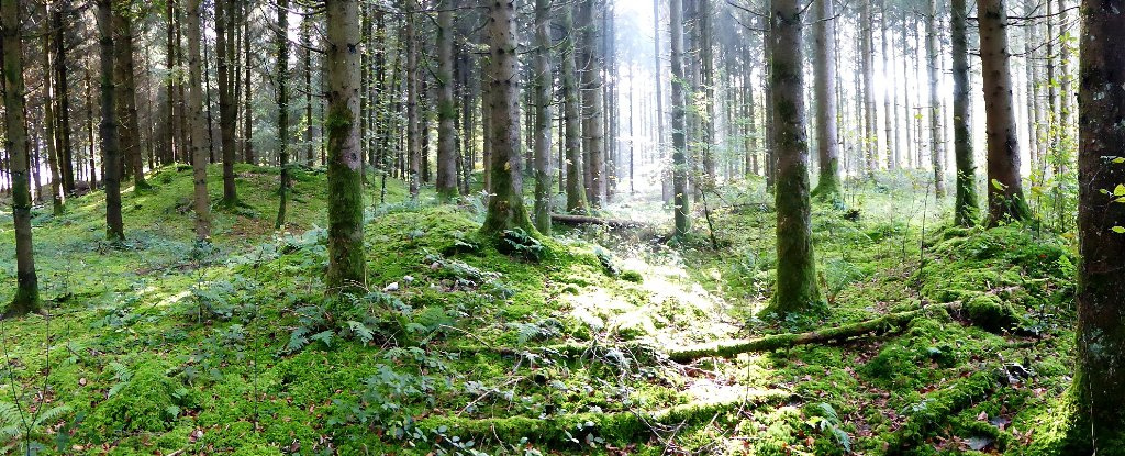 Westlicher Abschnitt des Gräberfeldes