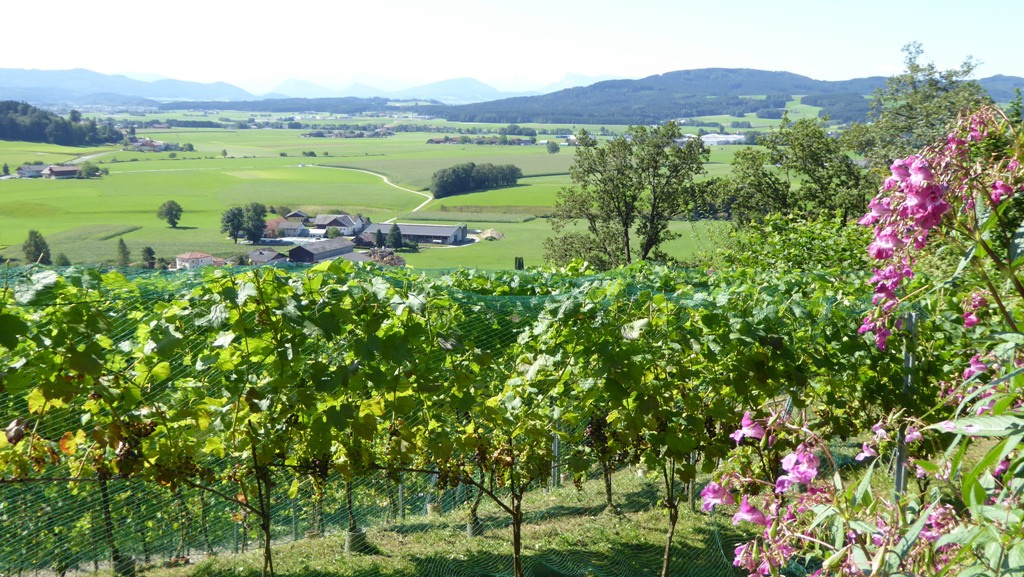 Tiefblick über die Weinstöcke !