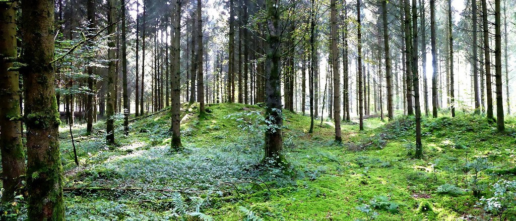 Blick auf den größten, heute noch deutlich erkennbaren Grabhügel